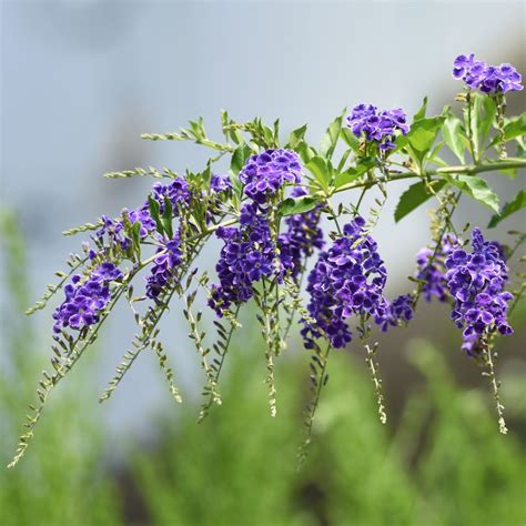 金葉假連翹|金連翹 Duranta erecta